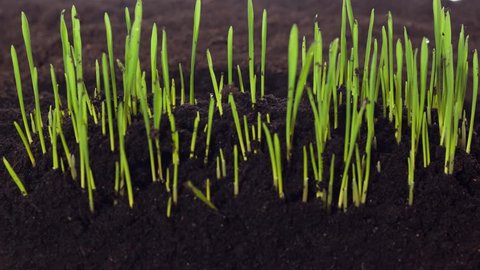 Grass grows from black soil, close-up, green shoots, 4k, timelapse, studio Stockvideo
