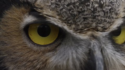 Horned Owl Turning away from camera extreme close up 