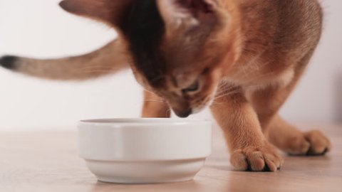 abyssinian kitten eating cat food from bowl on table