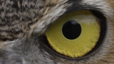 [Horned Owl Close up slow blink eye]Horned Owl Close up slow blink eye