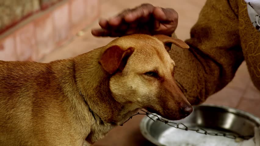 Dog Close-up The Camera