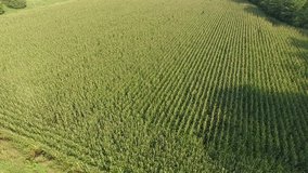 Aerial drone video of a green wheat field