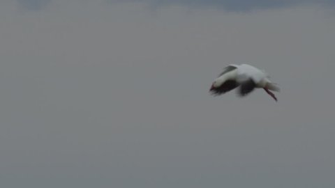 Slow motion -close snow goose floats straight down to land in marsh
