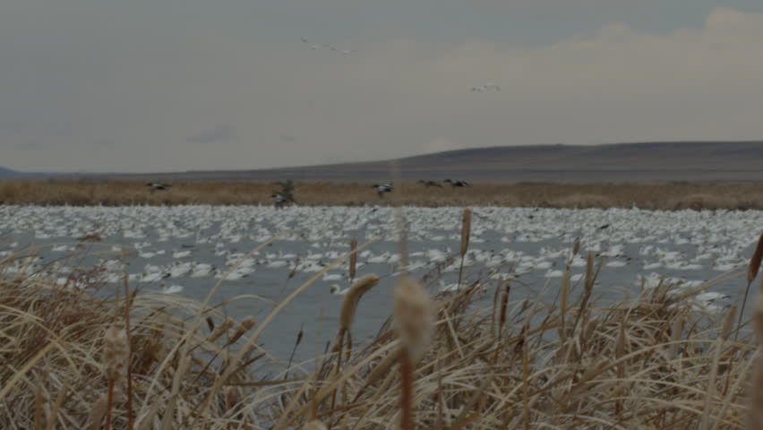 Slow motion - ducks land in marsh with resting snow geese
