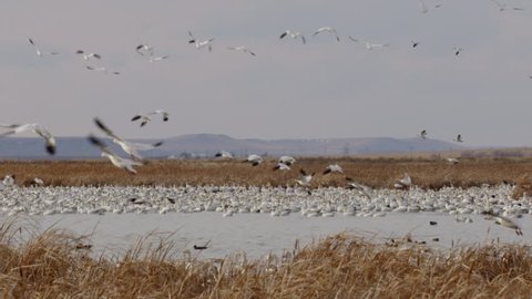 Slow motion - hundreds of snow geese take off from marsh
