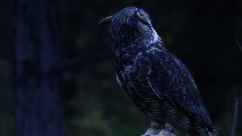 Horned owl at night turning head 