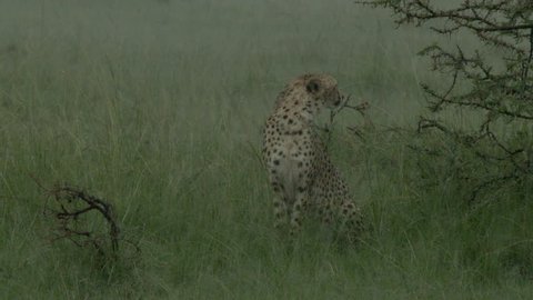 Cheetah (Acinonyx jubatus) sitting in high grasses while raining heavily