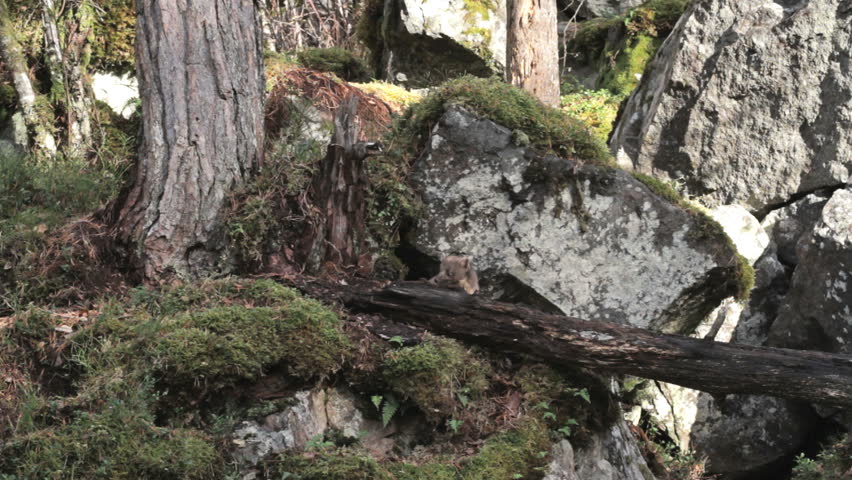 Pine Marten in woodland