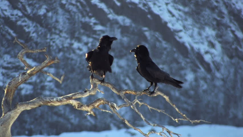 Ravens perched on branch