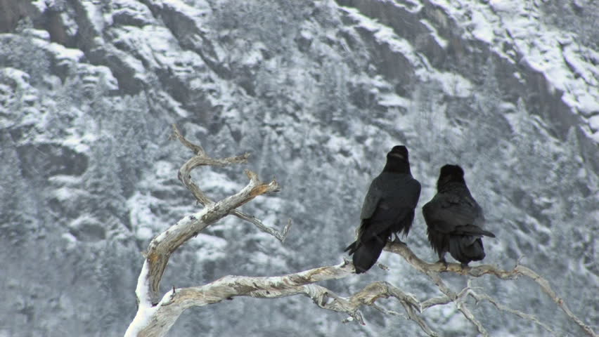 Ravens perched on branch