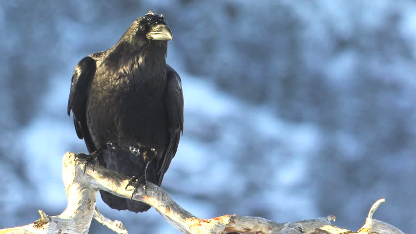 Raven perched on branch