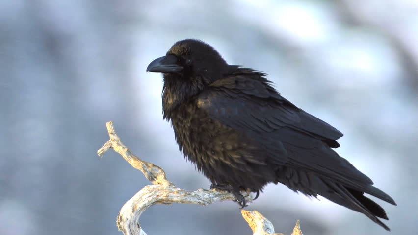 Raven perched on branch
