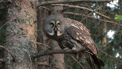 Great Grey Owl perched on branch