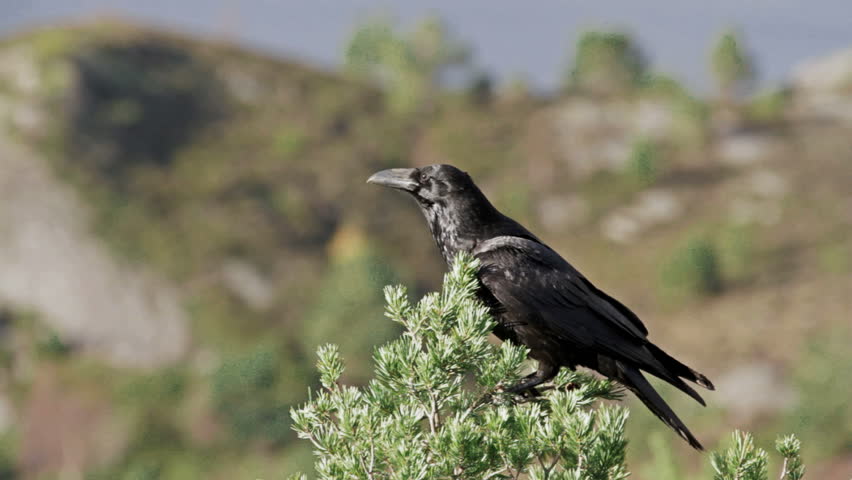 Raven perched in tree calling and flying