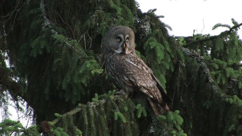 Great Grey Owl flying from tree to ground
