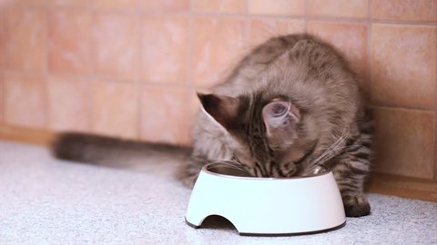 Black tabby kitten feeding from bowl on table of a kitchen. Healthy food for young Maine coon cat - 4 months old. Full lenght footage adorable kitty eating his breakfast.
