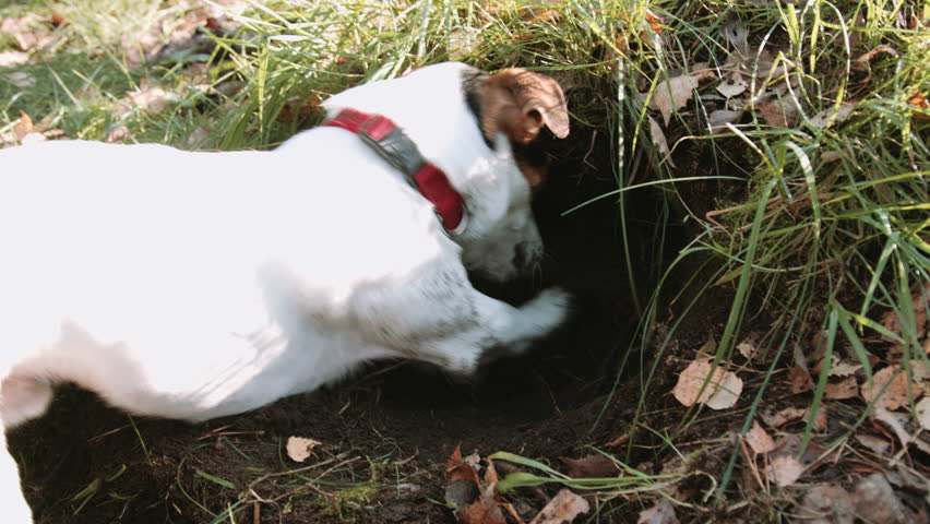 jack russell digging