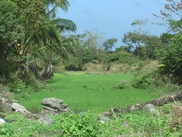 Tropical Rice Field #2