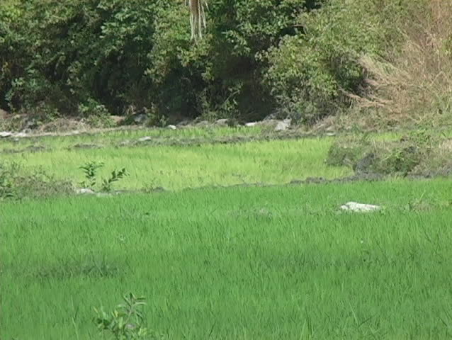 Tropical Rice Field #4