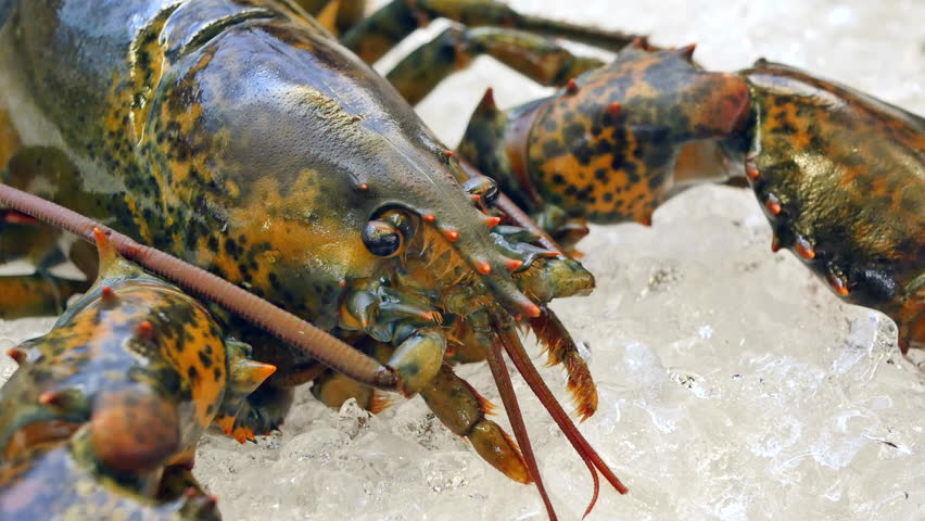 Fresh, Living Lobster On Ice Stock Footage Video (100% Royalty-free)  20851993 | Shutterstock