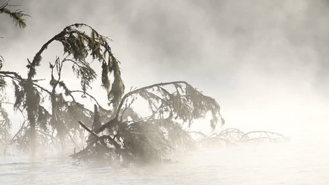 Drifting fog above mountain lake through the trees