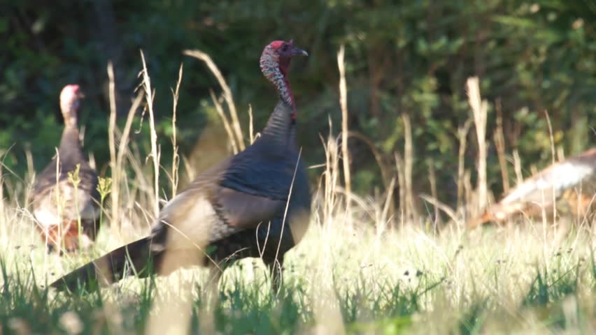 Wild Turkey male gobbler running off his rivals