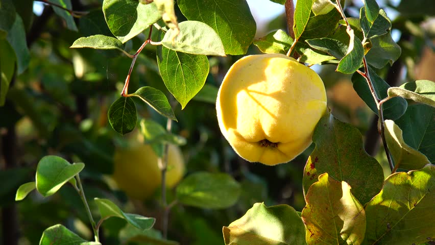 Quinces on the tree Royalty-Free Stock Footage #20865484