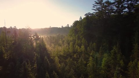 Aerial view flying low over mist and pine trees of northern Wisconsin at sunrise.