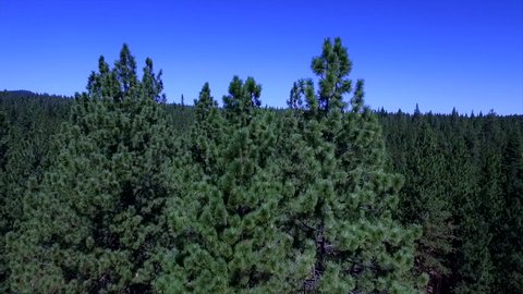 Pine Tree Forest in Central Oregon. Aerial lift up to reveal a Pine Tree Forest in Oregon.