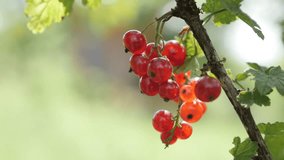 Small redcurrant deciduous shrub tasty red berries shallow DOF 4K 2160p 30fps UltraHD footage - Healthy fruit Ribes rubrum plant natural close-up 3840X2160 UHD video