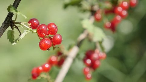 Organic deciduous shrub of tasty redcurrant red berries shallow DOF 4K 2160p 30fps UltraHD footage - Healthy fruit Ribes rubrum plant natural close-up 3840X2160 UHD video