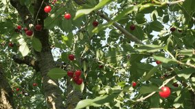 Lot of organic Prunus cerasus tasty fruit on the tree branch close-up 4K 2160p 30fps UltraHD video - Sour red cherry product natural and healthy food 3840X2160 UHD footage