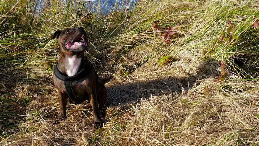 English Stafford Shire Bull Terrier puppy dog sitting in the grass and playing with some grass. Shot taken in 4K resolution.