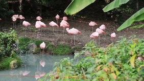 Pink flamingo. Many Pink flamingo standing on the shore of White Lake on the ground. Pink flamingo on one leg in the shade of trees.