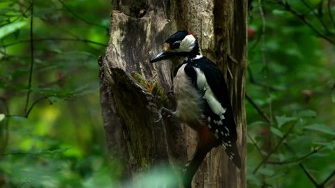 Great spotted woodpecker ( Dendrocopos major ) eats pine cone on an old tree.
