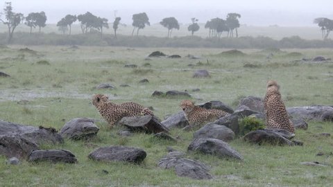 Three Cheetah (Acinonyx jubatus) sitting among rocks and looking around while raining heavily