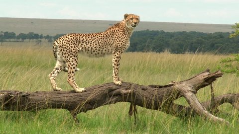 Cheetah (Acinonyx jubatus) balancing on a dead fallen tree to look in the distance