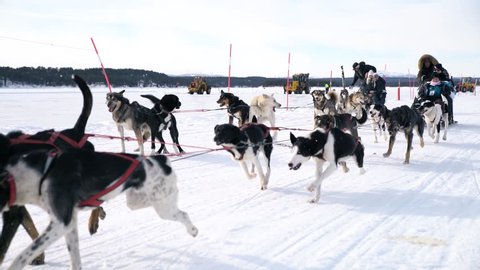 UNIQUE DRONE AERIAL SHOTS, Husky pack running on the snow with the recreation people behind them pulling them onto the snow compilation. Sports dogs running huskys in Sweden.