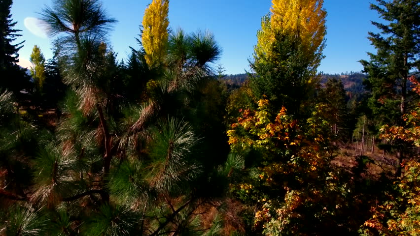 Aerial video revealing Fall trees and Mt. Hood in the distance.  Fall in Oregon with beautiful trees and Mt. Hood.