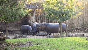 Three hippopotamus. Three hippopotamus and baby hippopo at the zoo eating cabbage. Three hippopotamus on a background of green trees.
