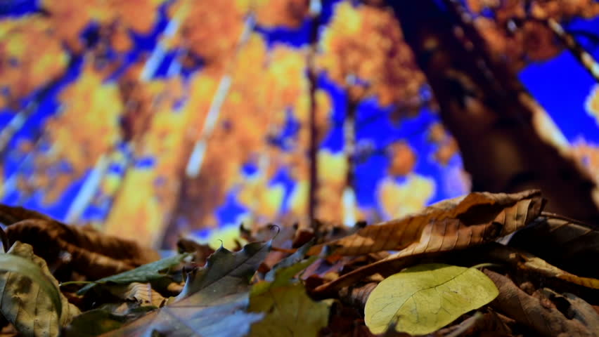 forest that turns and fallen leaves