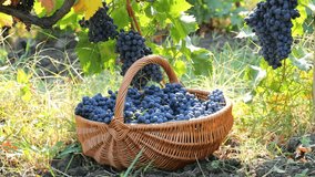 Black grapes in a basket
