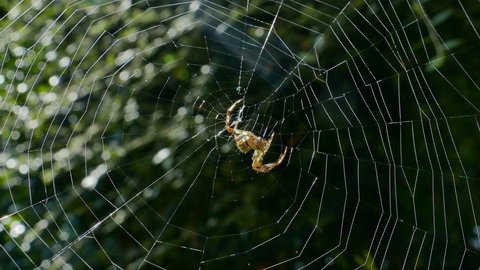 Garden Spider Weaving Its Web Video De Stock Totalmente Libre De Regalias Shutterstock