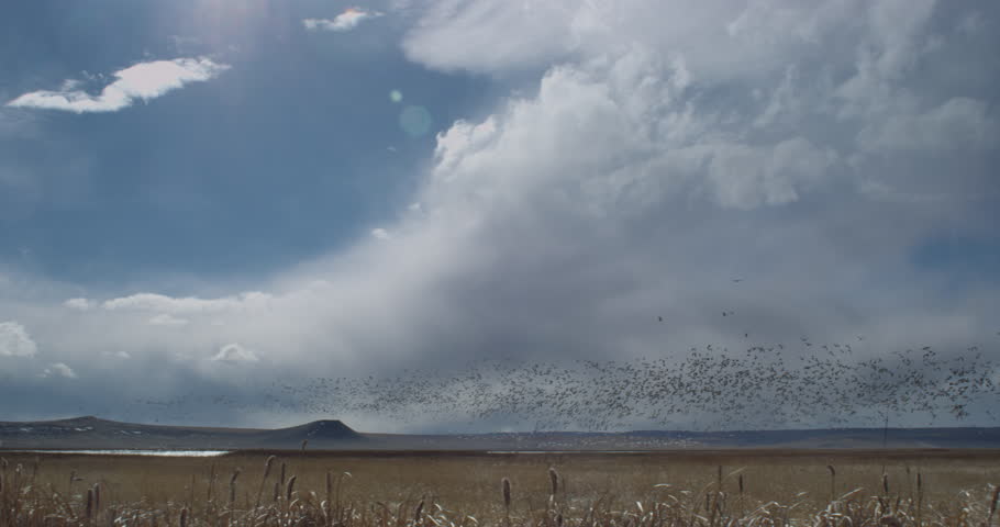 Wide angle stream of geese and ducks leave marsh in afternoon