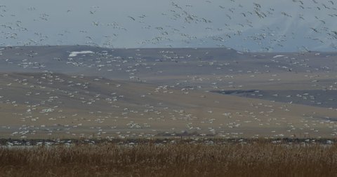 Wide space flock of snow geese landing marsh below mountain