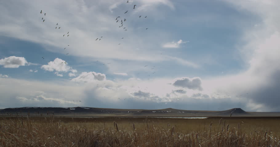 Wide waterfowl flying in blue sky over Montana marsh