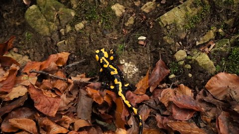 Salamander moving slowly on moss in the forest. Rare animal species preservation concept/Salamander in the forest
