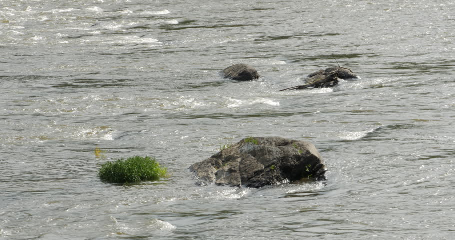 Potomac River Rushing with Water Over Rocks Close, 4K