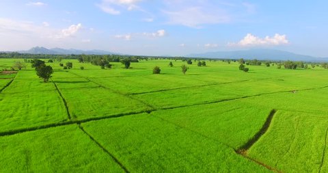 Green fields in Thailand and blue sky in bright day.