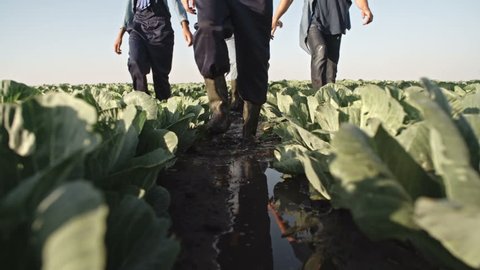 Ground angle shot of farmers legs wearing rubber boots walking though muddy soil of cabbage field in slow motion